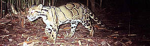 Clouded leopard captured by a photo-trap / ©: WWF-Canon Clouded leopard captured by a photo-trap / ©: WWF-Canon
