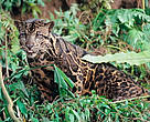 Bornean clouded leopard. Kalimantan and Sumatra, Indonesia.