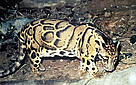 Clouded leopard (<i>Neofelis nebulosa</i>). / &copy;: WWF-Canon / Gerald S. CUBITT