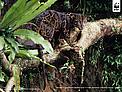 Bornean clouded leopard (neofelis diardi) in a tree, Kalimantan (Indonesian Borneo), Indonesia. / &copy;: Alain Compost / WWF-Canon