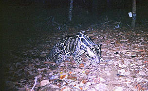 Clouded leopard (Neofilis nebulosa). Clouded leopards are heavily hunted for their teeth, bones and ... / ©: WWF / Indonesian Forest Protection and Nature Conservation / Virginia Tech Clouded leopard / ©: WWF / Indonesian Forest Protection and Nature Conservation / Virginia Tech