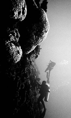 WWF staff retrieving instruments which record changes in sea temperature on the Great Sea Reef. Sea ... / ©: WWF-SPPO / ©: WWF-SPPO