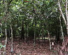 A typical cocoa farm in the Guinean Moist Forest Zone of West Africa