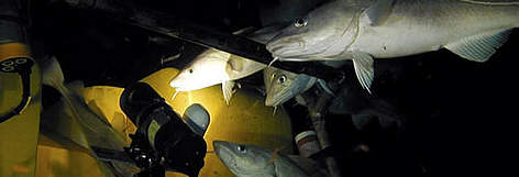 Cod species (Gadus morhua) near a remotely operated vehicle (ROV) at a depth of 400m, North East ... / ©: WWF-Canon / Ian HUDSON Cod species (<i>Gadus morhua</i>) near a remotely operated vehicle (ROV) at a depth of ... rel=