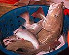 Cod in bucket on deep-sea trawler, North Atlantic Ocean.
