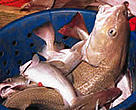 Cod catch on the deck of a deep sea fishing trawler.