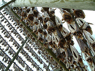 Cod drying. Lofoten Islands, Norway. / ©: Nigel Allan Cod drying. Lofoten Islands, Norway. / ©: Nigel Allan