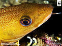  / &copy;: Wild Wonders of Europe /Magnus Lundgren / WWF