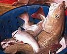 Cod.