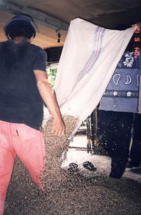 The Workers Spilling Out the Coffee Beans from the Gunny Bags, illegal coffee trading from Kayu Are ... / ©: WWF-Canon / WWF-Indonesia / BBS The Workers Spilling Out the Coffee Beans from the Gunny Bags, illegal coffee trading from Kayu Are ... / ©: WWF-Canon / WWF-Indonesia / BBS