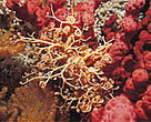 Cold-water coral is a haven for many commercial fish species.