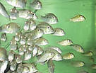 Ornamental fish. / ©: WWF Colombia / Maria Ximena Galeano / ©: WWF Colombia / Maria Ximena Galeano