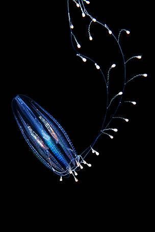 Comb Jelly,
Comb Jelly (Euplokamis dunlapae), Kvitsoy islands, Stavaner, Norway.
Species of ... / ©: Erling Svensen / WWF-Canon / ©: Erling Svensen / WWF-Canon