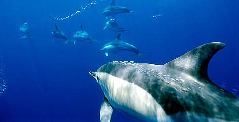 Common dolphins (Delphinus delphis), Azores Islands. / ©: Brian J. Skerry / National Geographic Stock / WWF rel=