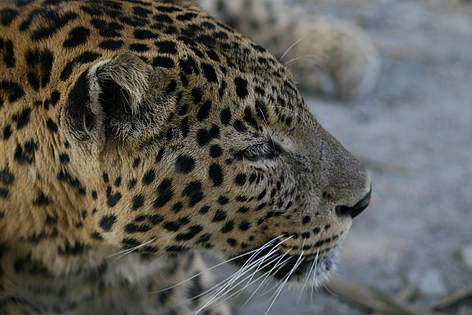 Common leopard / ©: WWF Bhutan rel=