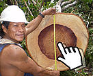 Manejo forestal sostenible