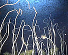 Coral garden on seamount in North Atlantic. Seamounts are oases of the open ocean, rich in marine life, and provide a stop over for migratory species such as whales, turtles and tuna, and host congregations of deep sea fish, all vulnerable to impacts of human activities.