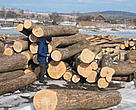 Illegally harvested timber confiscated by the <I>Sobol</I> antipoaching brigade.