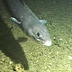 A European conger, (Conger conger) is caught on camera by the ROV. The European conger can grow to 3 metres in length and live at depths greater than 1100 metres. © Marine Sciences Institute of Barcelona