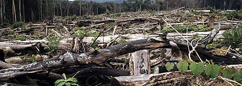 Forest clearance for rel=