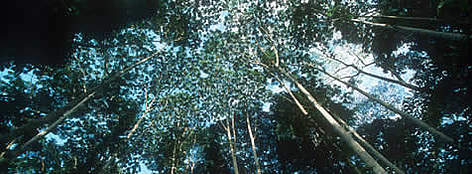 Forest canopy in the Congo Basin rainforest. Central African Republic (CAR) / ©: WWF-Canon / Martin HARVEY rel=