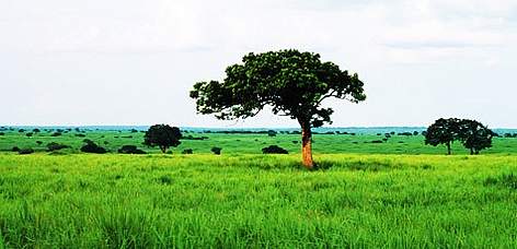 Typical grassland habitat, Garamba National Park, Democratic Republic of Congo. / ©: WWF-Canon / John E. NEWBY rel=