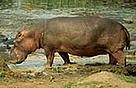  / &copy;: WWF-Canon / Sandra MBANEFO OBIAGO