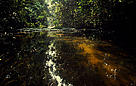  / &copy;: WWF-Canon / Frederick J. WEYERHAEUSER