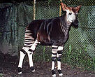 Okapi <em>(Okapia johnstoni)</em> Epulu, Ituri, Democratic Republic of Congo.
