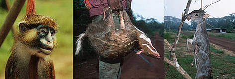 1) Monkey A major item in the bushmeat trade, Gabon. 2) Antelope killed by subsistance hunter is ... / ©: 1)WWF-Canon / John E. NEWBY; 2) WWF-Canon / Martin HARVEY; 3)WWF-Canon / Martin HARVEY rel=