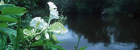 Tropical Rain Forest. Flower on riverbank - moist forest of the Western Congo Basin at the edge of ... / ©: WWF-Canon / Martin HARVEY rel=