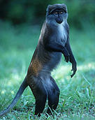  / &copy;: WWF-Canon / Martin HARVEY