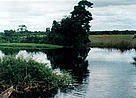 Swamp. Likouala, Epena, Republic of the Congo. / ©: Elie Hakizumwami / ©: Elie Hakizumwami