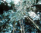 Forest canopy in the Congo Basin rainforest, Central African Republic.