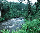 The Congo Basin rainforest is the second-largest in the world, after the Amazon rainforest.