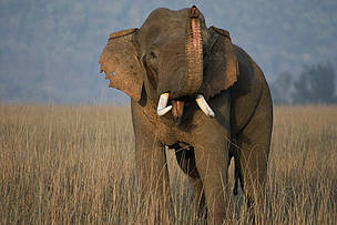  / &copy;: WWF / Christy Williams