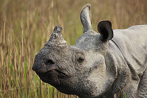 The greater one-horned rhino (Rhinoceros unicornis) is a conservation success story. With WWF's ... / ©: WWF / Christy Williams / ©: WWF / Christy Williams