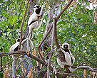 Coquerel Sifaka (Propithecus verreauxi coquereli): one of the lemur species of Madagascar. Picture taken in Parc National d’Ankarafantsika