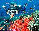 Coral reefs contribute US$30 billion in net benefits to global economies each year, through tourism, fisheries, and coastal protection.