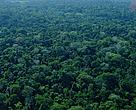Bosques amazónicos bolivianos