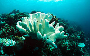 Coral bleaching due to temperature rise, Indo-Pacific Ocean. / ©: WWF-Canon / Jürgen FREUND Coral bleaching due to temperature rise, Indo-Pacific Ocean. / ©: WWF-Canon / Jürgen FREUND