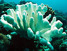 Coral bleaching due to temperature rise, Indo-Pacific Ocean. / ©: WWF-Canon / Jürgen FREUND Coral bleaching due to temperature rise, Indo-Pacific Ocean. / ©: WWF-Canon / Jürgen FREUND