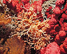 Gorgon's head (<i>Gorgonocephalus caputmedusae</i>) in the Selligrunnen, a protected cold-water coral reef in Norway.