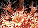 Coral polyps, California, USA. / &copy;: WWF-Canon / Sylvia EARLE