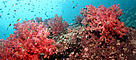 Gulf Marine Conservation Forum banner picture / &copy;: Ocean World Productions