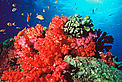 Coral reefs are home to a quarter of the world's marine life. The Great Barrier Reef is the largest ... / ©: Cat Holloway / WWF-Canon / ©: Cat Holloway / WWF-Canon