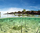 Coastal ecosystems can act as a buffer against tsunamis. Mangrove reforested area in the Philippines.