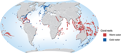 Distribution of coldwater and tropical coral reefs. The coldwater reefs are highly susceptible to ... / ©: Hugo Ahlenius, UNEP/GRID-Arendal Map showing distribution of coldwater and tropical coral reefs. rel=