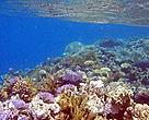 Coral reefs in the Coral Triangle