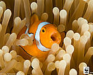 Clown Anemonefish (Amphiprion percula), New Britain, Papua New Guinea, Coral Triangle.